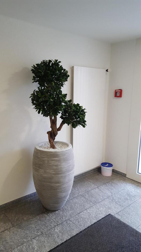 Exklusiver Pittosporum Kunstbaum als Begrünung im Innenbereich in einem Wartebereich.